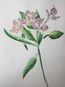 "Фрезия". Пальчикова Мария, 7 лет. Калужская область, Боровский район, г.Балабаново